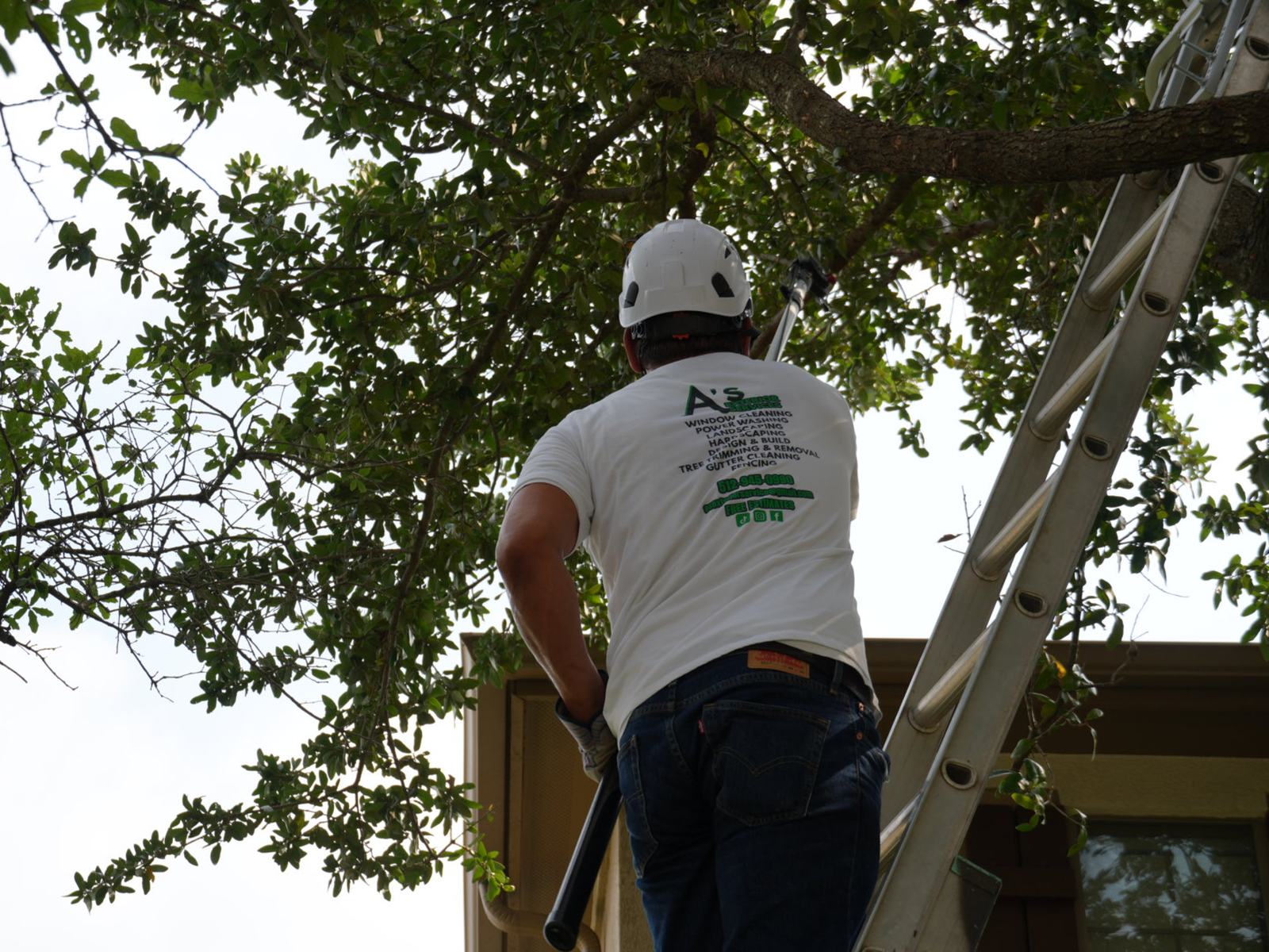 Trimming oak limbs back off the roof